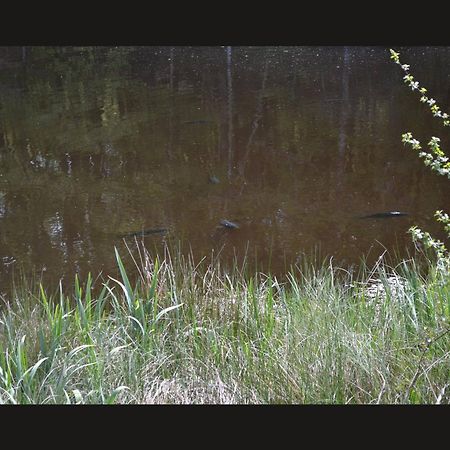 Cabane Limousine Au Bord D'Un Etang Bonnac-la-Côte Buitenkant foto