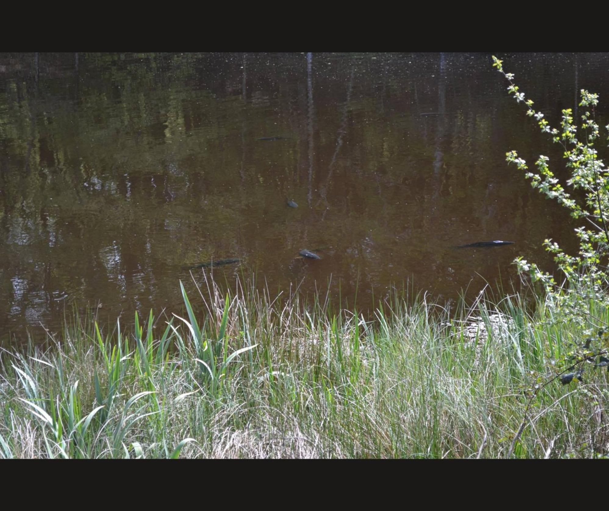Cabane Limousine Au Bord D'Un Etang Bonnac-la-Côte Buitenkant foto